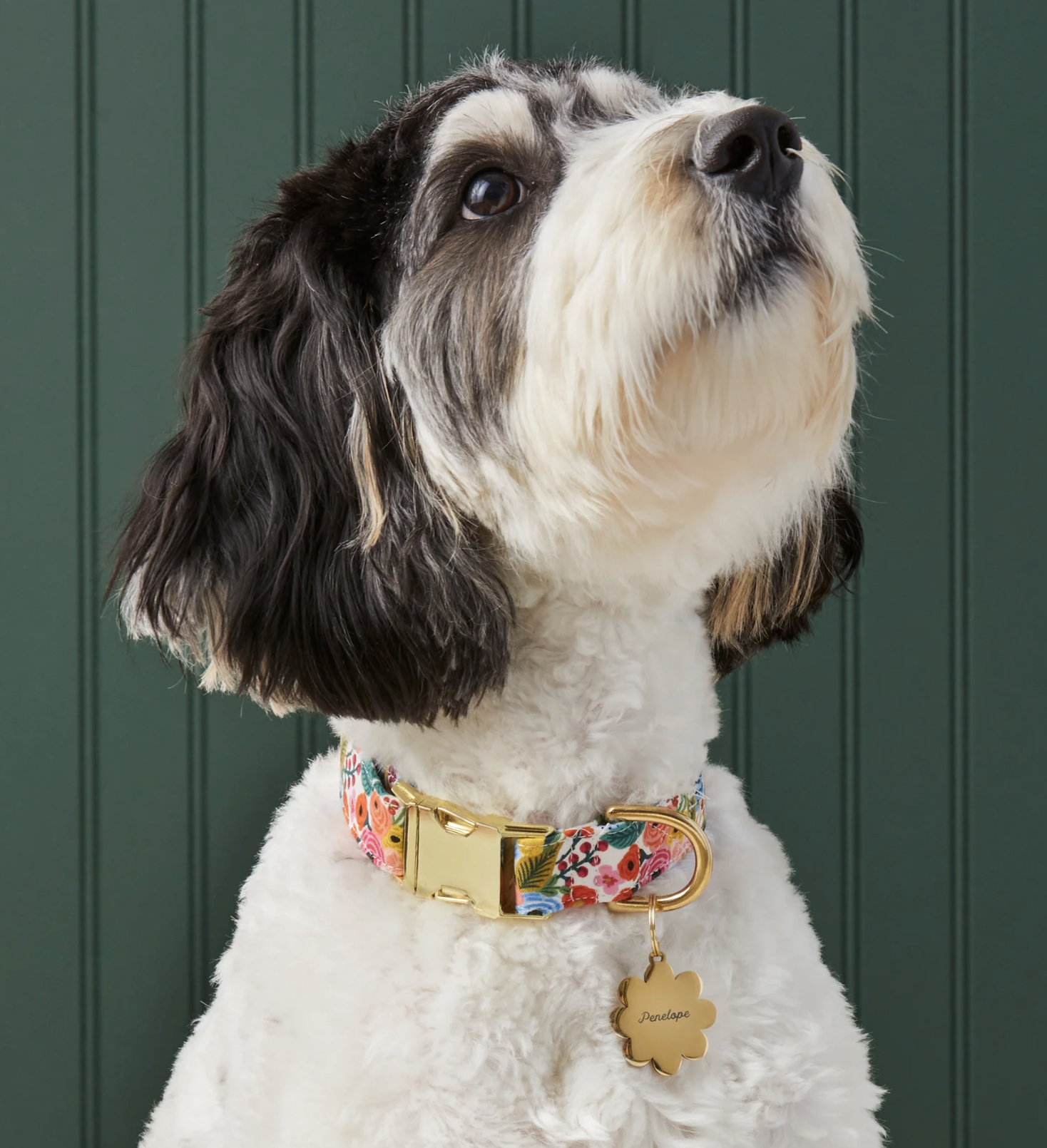 Foggy Dog Collars Uptown Pup Healthy Pet Food