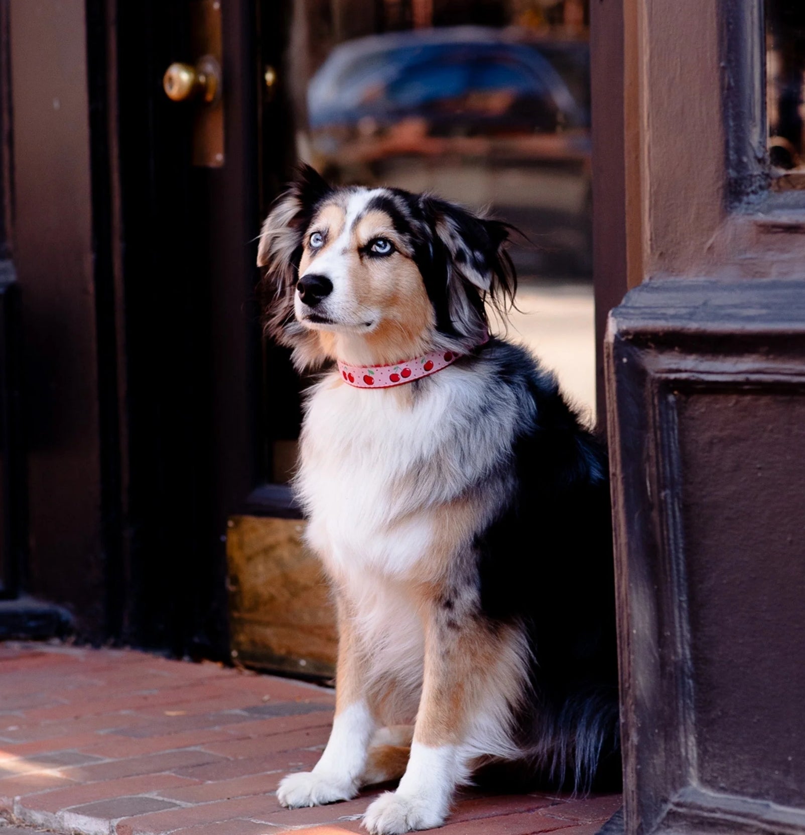 Uptown country dog collars new arrivals